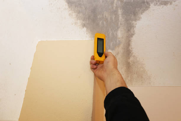 Best Crawl Space Mold Remediation  in Cotati, CA