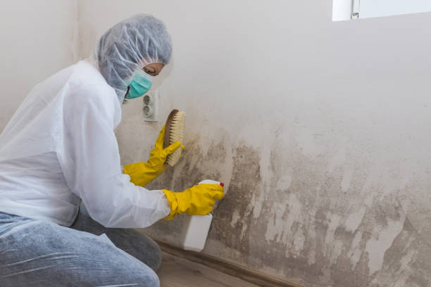 Best HVAC Mold Inspection and Cleaning  in Cotati, CA