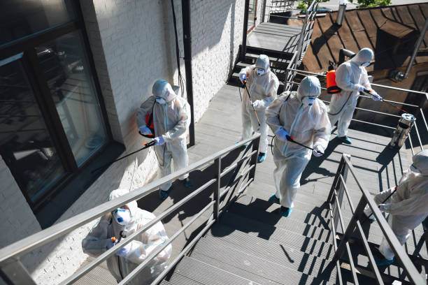Best Black Mold Removal  in Cotati, CA