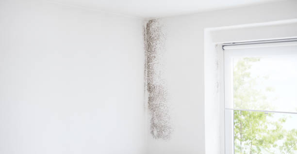 Best Mold Damage Restoration  in Cotati, CA
