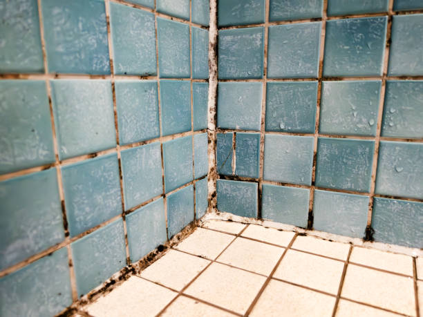 Best Basement Mold Removal  in Cotati, CA