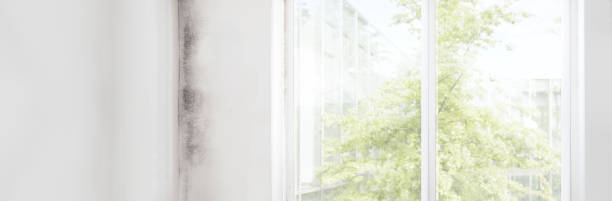 Best Air Quality Testing for Mold Spores  in Cotati, CA