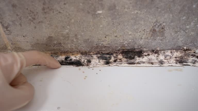 Best Emergency Mold Remediation  in Cotati, CA