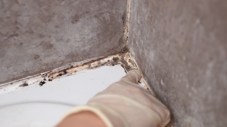 Best Flood Damage  in Cotati, CA
