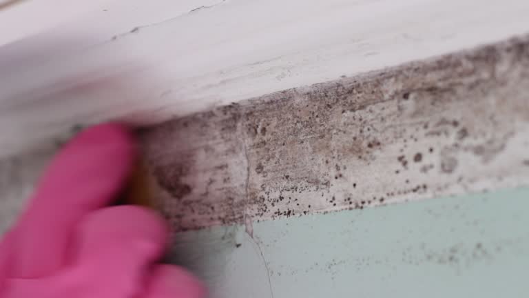 Best Mold Removal for HVAC Installations  in Cotati, CA